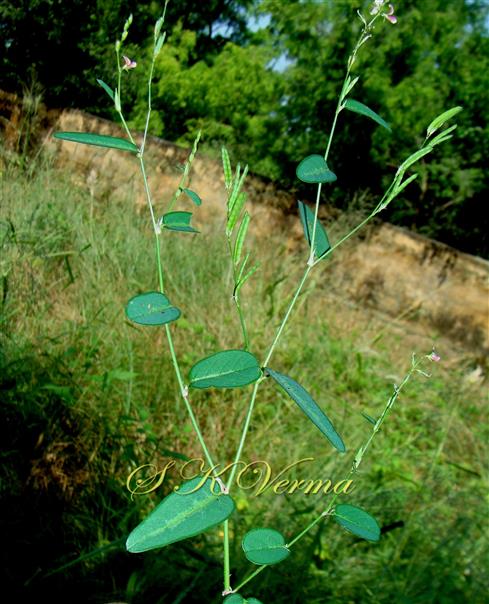  Plant bearing legume pairs
